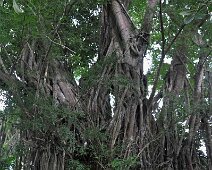 Le plus vieil arbre de Siquijor